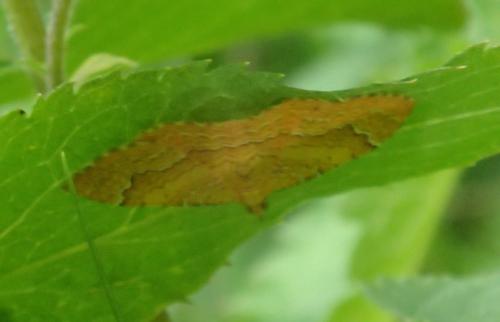 Camptogramma bilineata